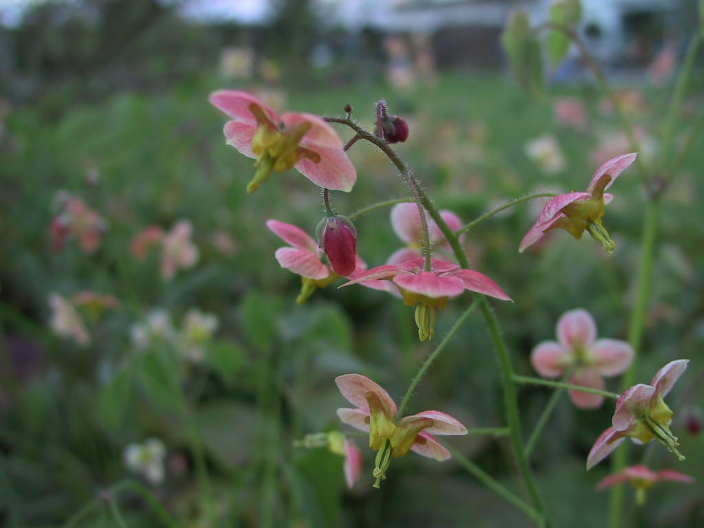 Epimedium warleyense Orangekoenigin 03.JPG